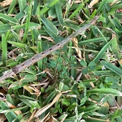 Unverified Insect at Corrimal, NSW - 25 Apr 2025 by JohnGiacon