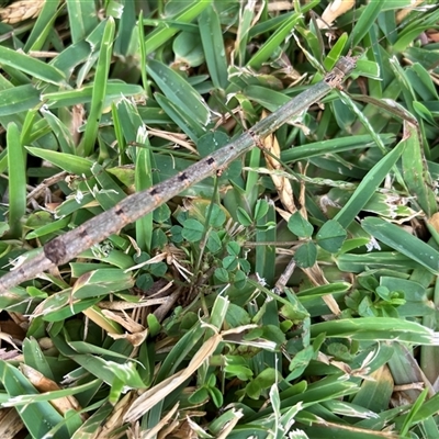Unverified Insect at Corrimal, NSW - 25 Apr 2025 by JohnGiacon