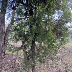 Exocarpos cupressiformis (Cherry Ballart) at Belconnen, ACT - 23 Apr 2025 by JohnGiacon