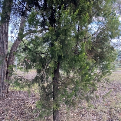 Exocarpos cupressiformis (Cherry Ballart) at Belconnen, ACT - 23 Apr 2025 by JohnGiacon