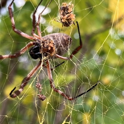Trichonephila edulis (Golden orb weaver) at Macquarie, ACT - 23 Apr 2025 by JohnGiacon