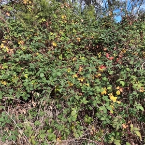 Rubus fruticosus at Bruce, ACT - 19 Apr 2025 by JohnGiacon