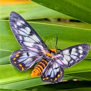 Dysphania numana (Four O'Clock Moth) at Darwin City, NT - Today by HelenCross