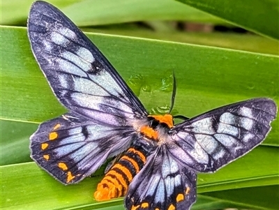 Dysphania numana (Four O'Clock Moth) at Darwin City, NT - Today by HelenCross