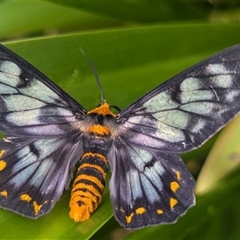 Dysphania numana at Darwin City, NT - 11 May 2025 08:24 AM