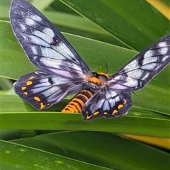 Dysphania numana at Darwin City, NT - 11 May 2025 08:24 AM