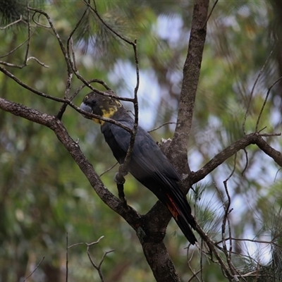 Calyptorhynchus lathami lathami (Glossy Black-Cockatoo) at Mittagong, NSW - 31 Jan 2017 by GITM2