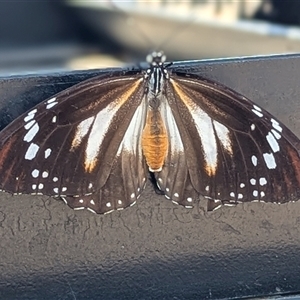 Danaus affinis at Coolalinga, NT - Today by HelenCross