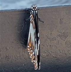 Danaus affinis at Coolalinga, NT - 11 May 2025 12:28 PM