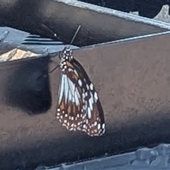 Danaus affinis at Coolalinga, NT - 11 May 2025 12:28 PM