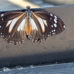 Danaus affinis at Coolalinga, NT - 11 May 2025 12:28 PM