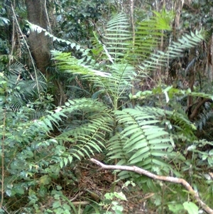 Polyscias murrayi (Pencil Cedar) at Mowbray, QLD - 19 Feb 2012 by JasonPStewartNMsnc2016