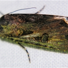 Agrotis munda (Brown Cutworm) at Rubyvale, QLD - 29 Oct 2009 by PJH123