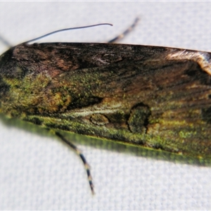 Agrotis munda at Rubyvale, QLD - 29 Oct 2009 08:11 PM