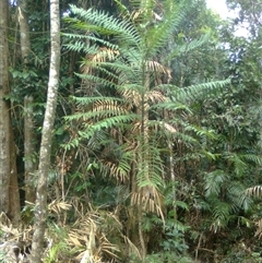 Polyscias murrayi (Pencil Cedar) at Mowbray, QLD - 19 Feb 2012 by JasonPStewartNMsnc2016