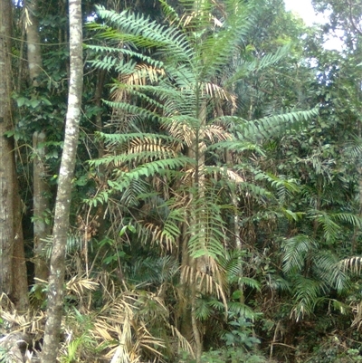 Polyscias murrayi (Pencil Cedar) at Mowbray, QLD - 19 Feb 2012 by JasonPStewartNMsnc2016