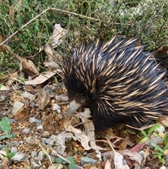 Tachyglossus aculeatus (Short-beaked Echidna) at Killabakh, NSW - 10 Oct 2024 by Purschy