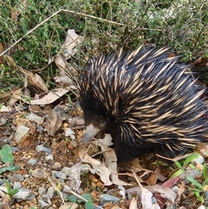 Tachyglossus aculeatus (Short-beaked Echidna) at Killabakh, NSW - 10 Oct 2024 by Purschy
