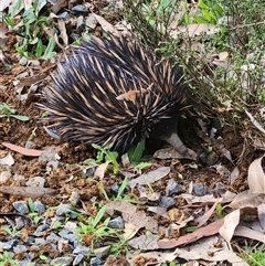 Tachyglossus aculeatus at Killabakh, NSW - 10 Oct 2024 04:54 PM