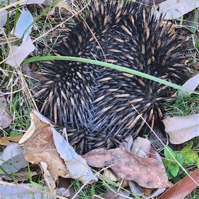 Tachyglossus aculeatus (Short-beaked Echidna) at Killabakh, NSW - 6 Sep 2024 by Purschy