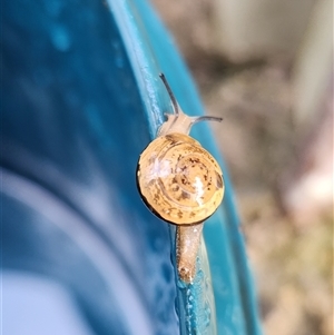 Unverified Other Invertebrate at Killabakh, NSW - 22 Nov 2024 by Purschy