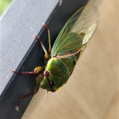 Cyclochila australasiae (Greengrocer, Yellow Monday, Masked devil) at Killabakh, NSW - 3 Dec 2024 by Purschy