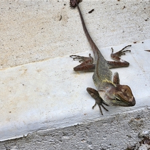 Unverified Dragon at Killabakh, NSW - 22 Jan 2025 by Purschy