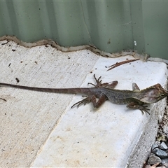 Lophosaurus spinipes at Killabakh, NSW - suppressed