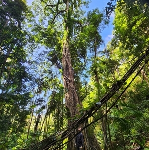 Unverified Other Tree at Killabakh, NSW - 18 Feb 2025 by Purschy