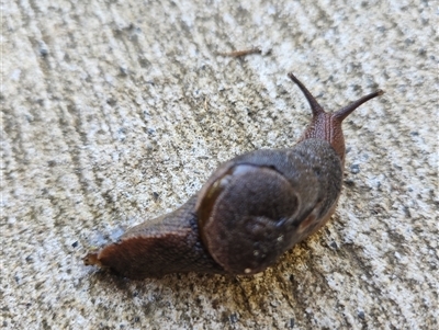 Fastosarion freycineti (Crimson Foot Semi-slug) at Killabakh, NSW - 23 Feb 2025 by Purschy
