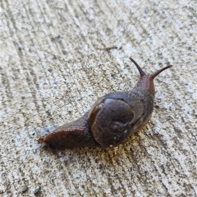 Fastosarion freycineti (Crimson Foot Semi-slug) at Killabakh, NSW - 23 Feb 2025 by Purschy