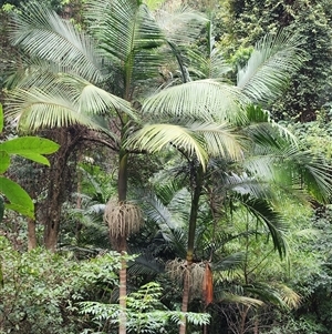 Archontophoenix cunninghamiana at Upper Lansdowne, NSW - 8 May 2025 by Purschy