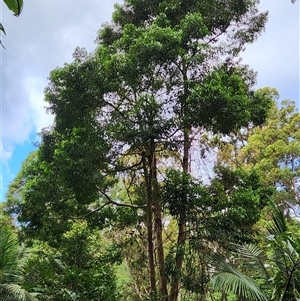Codonocarpus cotinifolius at Upper Lansdowne, NSW - 8 May 2025 by Purschy