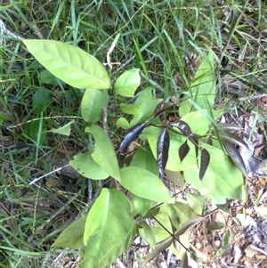 Polyscias purpurea at Mowbray, QLD - 19 Feb 2012 by JasonPStewartNMsnc2016