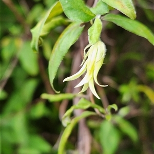 Billardiera sp. at Killabakh, NSW - 8 May 2025 by Purschy