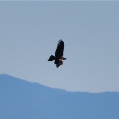 Aquila audax (Wedge-tailed Eagle) at Tinderry, NSW - 10 May 2025 by MB