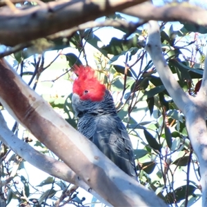 Callocephalon fimbriatum at Tinderry, NSW - Yesterday by MB