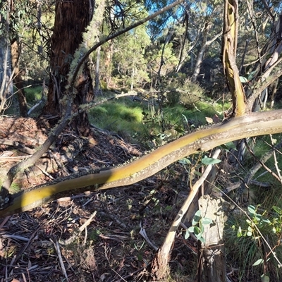 Eucalyptus stellulata (Black Sally) at Tinderry, NSW - 10 May 2025 by MB