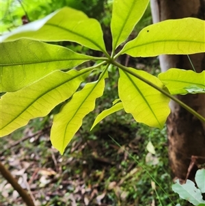 Schefflera actinophylla at Upper Lansdowne, NSW - 8 May 2025 by Purschy