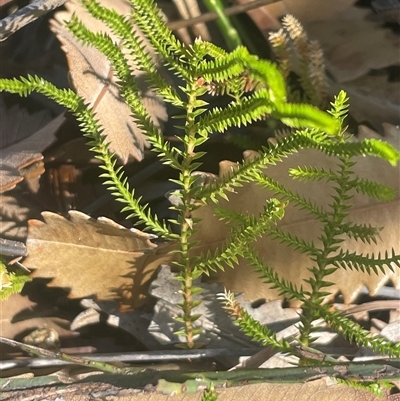 Selaginella uliginosa (Swamp Selaginella) at Eden, NSW - 24 Apr 2025 by Clarel