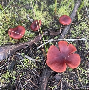 Unverified Cap on a stem; gills below cap [mushrooms or mushroom-like] at Bournda, NSW - 25 Apr 2025 by Clarel