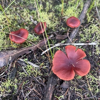 Unverified Cap on a stem; gills below cap [mushrooms or mushroom-like] at Bournda, NSW - 25 Apr 2025 by Clarel