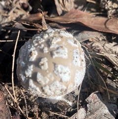 Unverified Fungus by pls047