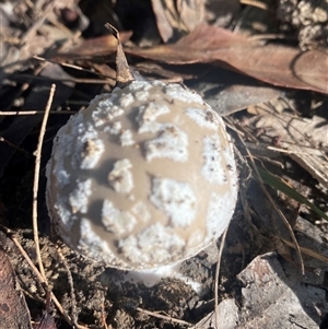 Unverified Fungus by pls047