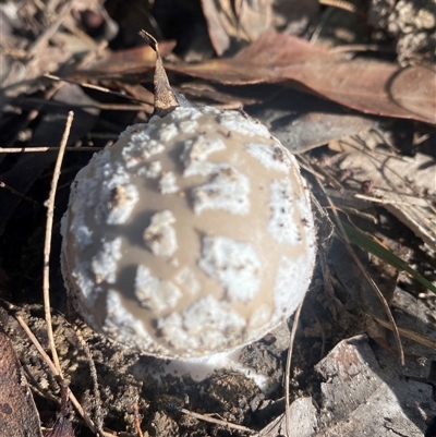 Unverified Fungus by pls047