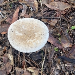 Amanita sp. at Bonny Hills, NSW - suppressed