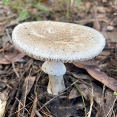 Amanita sp. at Bonny Hills, NSW - suppressed
