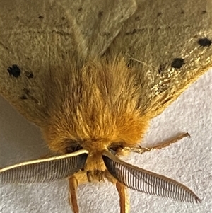 Anthela ocellata at Bonny Hills, NSW - suppressed