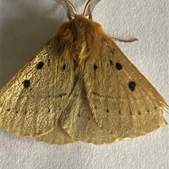 Anthela ocellata at Bonny Hills, NSW - suppressed