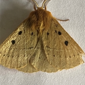 Anthela ocellata at Bonny Hills, NSW - suppressed